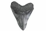 Fossil Megalodon Tooth - South Carolina #380074-2